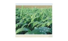 Bactoforce - Bio Fertilizers