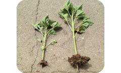 Fosfix - Phosphorus Fertilizer