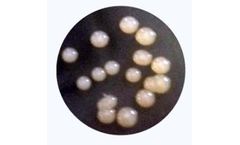Azofix - Microbiological Fertilizer
