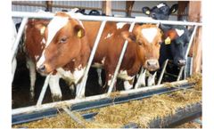 CK-Industries - Self-Service Slashes