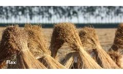 Solutions for Vegetable Seeds