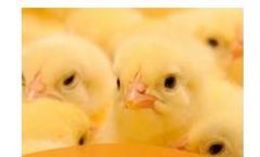 Automation for Poultry Farming