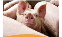 Total Automation for Pig Farming