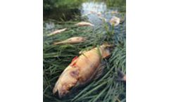 New limits on pesticide uses will protect salmon, says EPA