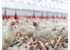 Delacon - Model Biostrong 510 - Poultry Feed