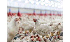 Delacon - Model Biostrong 510 - Poultry Feed