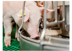 Delacon - Model Fresta F - Phytogenic Feed