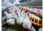 Delacon - Model Biostrong Comfort - Heat Stress Poultry Feed