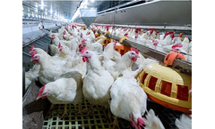 Delacon - Model Biostrong Comfort - Heat Stress Poultry Feed