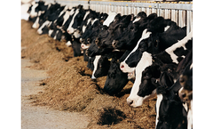 Delacon - Model Actifor Pro - Reduce Feed
