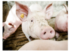 Delacon - Model Aromex Pro - Profitable Swine Production System