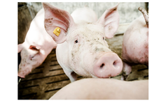 Delacon - Model Aromex Pro - Profitable Swine Production System