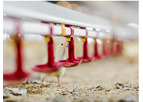 Delacon - Model Biostrong Protect - Poultry Feed