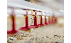 Delacon - Model Biostrong Protect - Poultry Feed