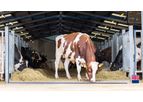 Dairy Crossbreeding