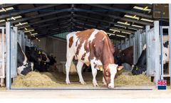 Dairy Crossbreeding