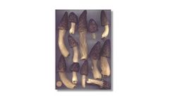 Black Morels