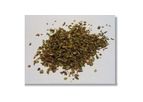 Oregano Vulgare