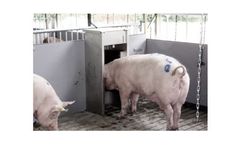 Sow Heat Detection Feeding System