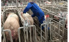 Aco Funki - Mating and Gestation (MAG) Box for Better Sows Welfare