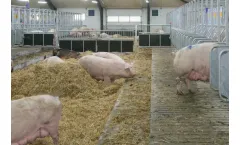Aco Funki - Traditional Mating Box With Free Access To Straw Bedding