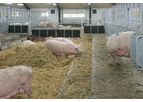 Model LD-Box - Traditional Sow Mating Box