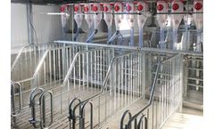Model Jumb-O-Fine - Weaned and Gestating Sow Mating Box