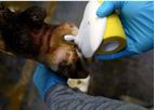 Bovi Hoof - Hoof Bandage
