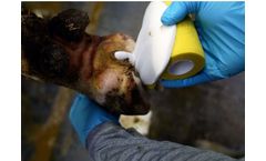 Bovi Hoof - Hoof Bandage