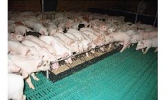 Starter - Troughs for Piglets