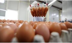 New Regulations in Effect for U.S. Egg Producers