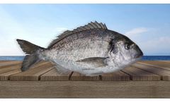 Gilthead Sea Bream (Sparus Aurata)