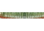 Saveer - Model WGR - Research Greenhouse -Wheat