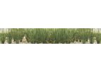 Saveer - Model RRB - Research Greenhouse - Rice