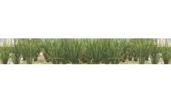 Saveer - Model RRB - Research Greenhouse - Rice