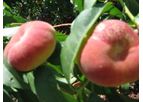 Ben Dor - Orchards