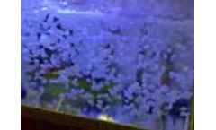 You Top MBBR Bio Filter Media Test in My Lab