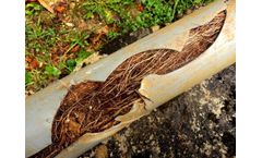 What Is a Sewer Camera Inspection?