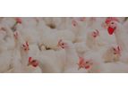EnviroTech Perasan - Model A - Peracetic Acid (PAA) Antimicrobial Formulation