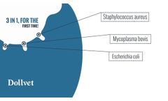 Mastitis is a serious problem which causes crucial economic losses - Video