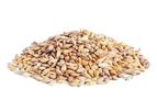 MAFI - Barley Seed