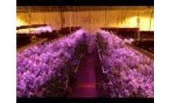 LED vs 1000W Double-Ended HPS Medical Cannabis Grow Test Video