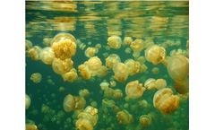 Scientists Use Manta Probes to Monitor Water Quality at world-famous Jellyfish Lake, Palau - Case Study