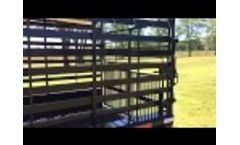 32` Brahma GN Cattle Video