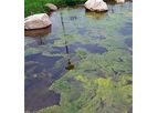 Bioremediate - Biology Algae Ponds