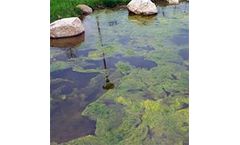 Bioremediate - Biology Algae Ponds