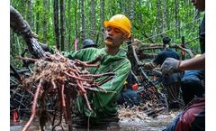 Overheated Earth can slow plants’ carbon storage