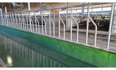 Mid Valley - Model STS - Calf Starter Stanchions