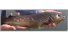 Azienda - Brown Trout