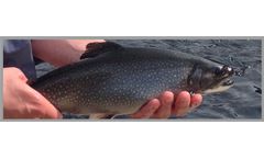 Azienda - Brook Trout